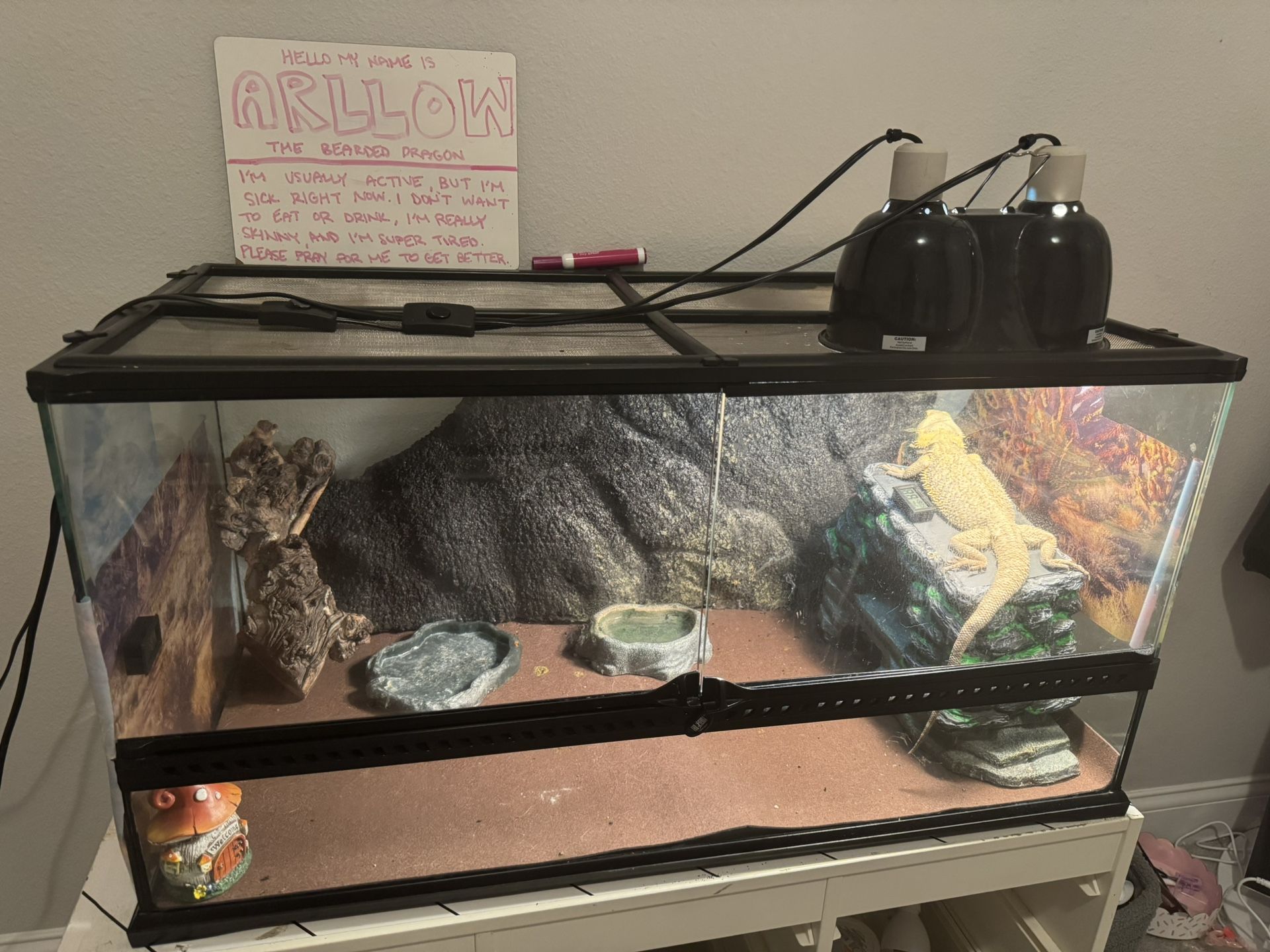 40 Gallon Tank & Bearded Dragon Habitat