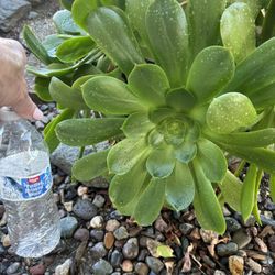Large Flower Succulent Starts