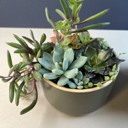 Succulent Collection. Sammamish, Beaver Lake 