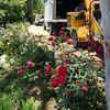 Tree Removals