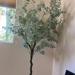 Eucalyptus Tree