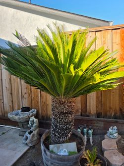 Sago Palm Tree