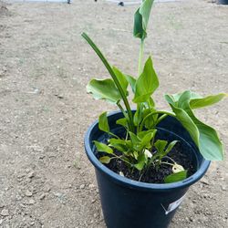 Calla Lilly Plant
