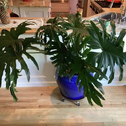 Extra Large Monstera/ philodendron Plant 