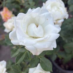 Rosas / Rosales / Rose Bush / Macetas / Flores / Plantas