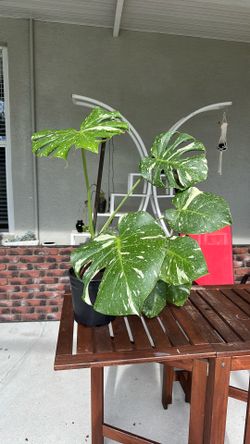 Large Thai Constellation in 2 gallon pot