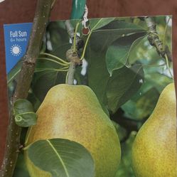 7 Ft Tall  Pear Pyrus Communis Bartlett.. In A 5 Gal Pot..$75.00 Firm 