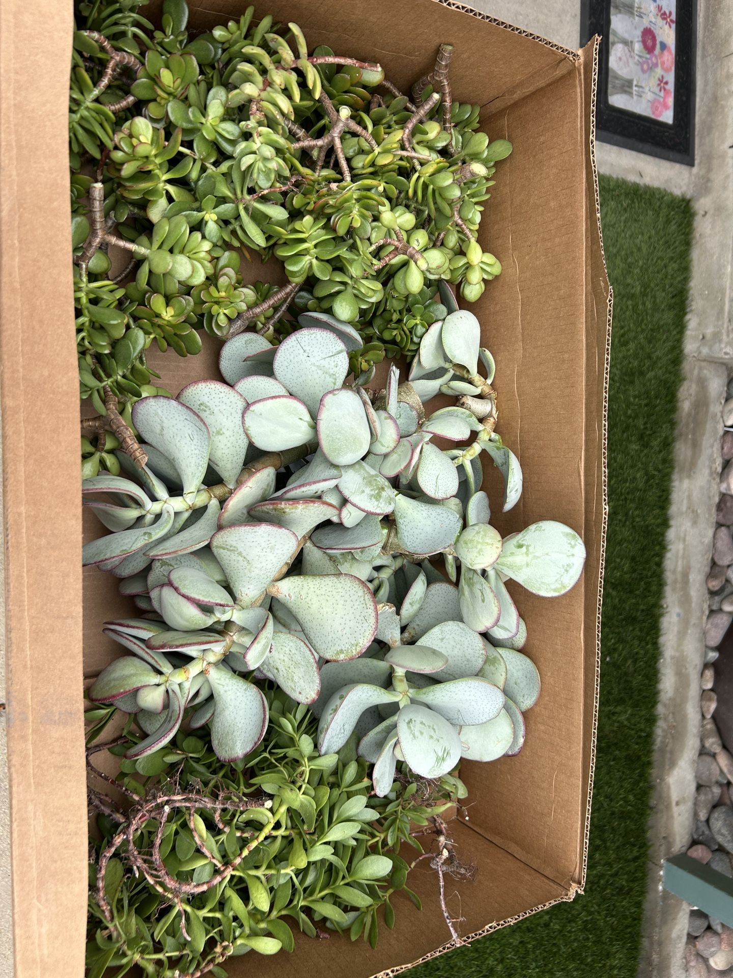 Free Succulents  Trimmings