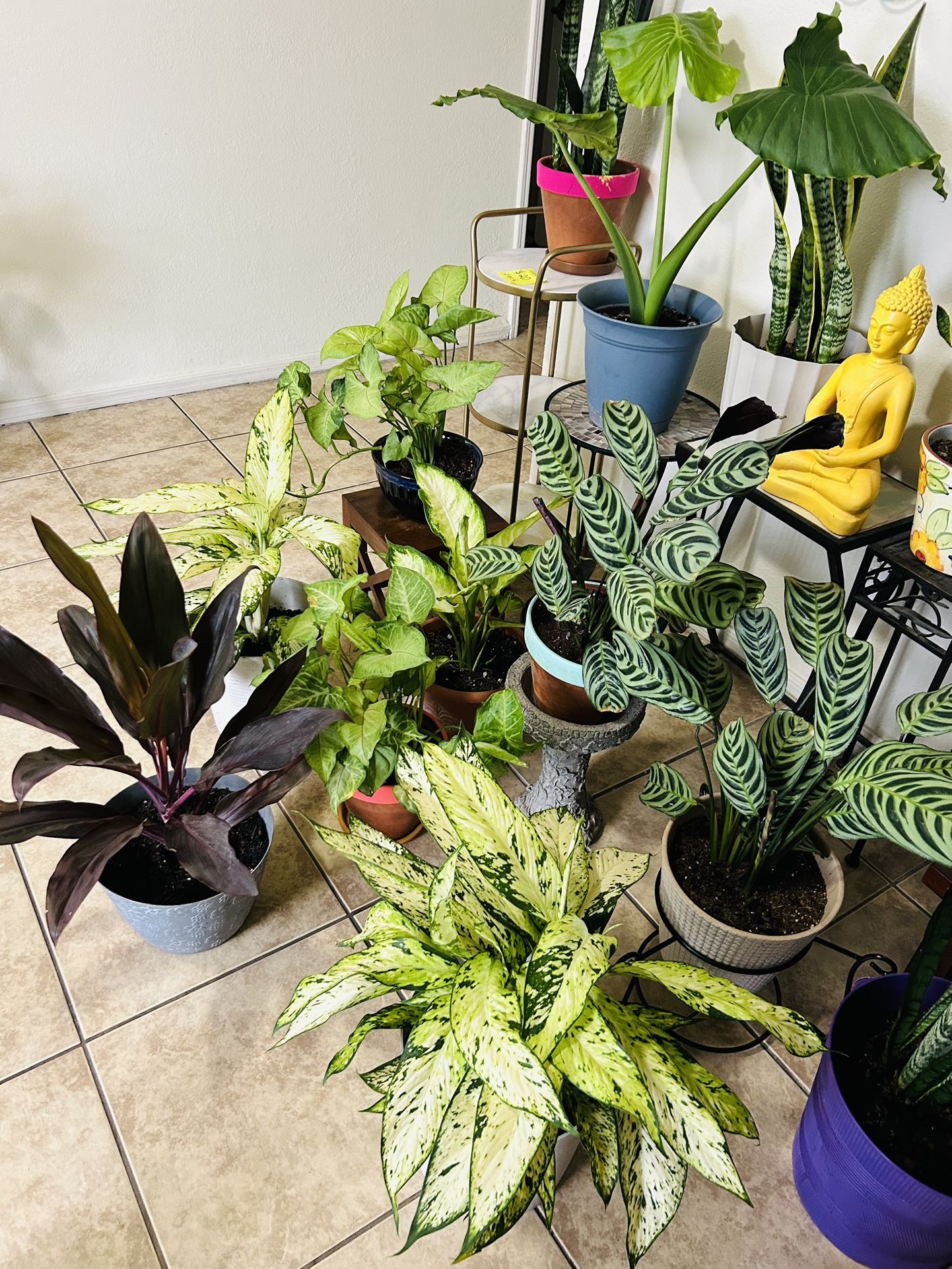 Plants For Sale 20 Each 