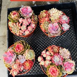 Echeveria mixed each pot $30