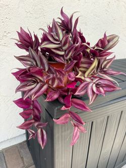 Tradescantia Zebrina Live Plant in inch pot