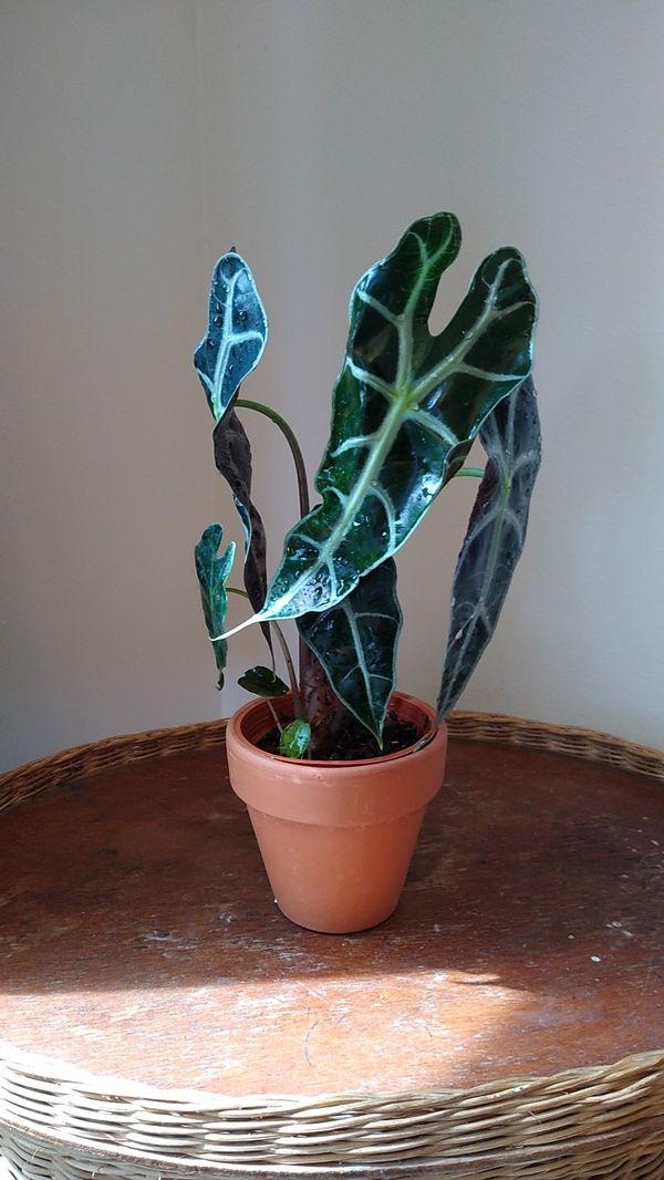 RARE***Alocasia African Mask Plant for Sale in Everett, WA ...