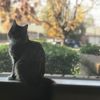 Olivia