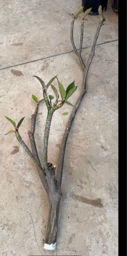 Cutting plumeria pink