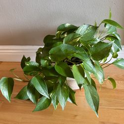 Plant Golden Pothos, 14in 