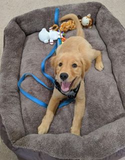 Cozy Bed for Your Doggy! Machine Washable with Nonskid Bottom!!