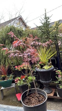 Red Japanese Maple tree