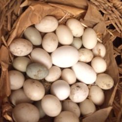 Backyard Fresh Duck Eggs 