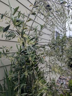Tree Organic Olive  Price Negotiable