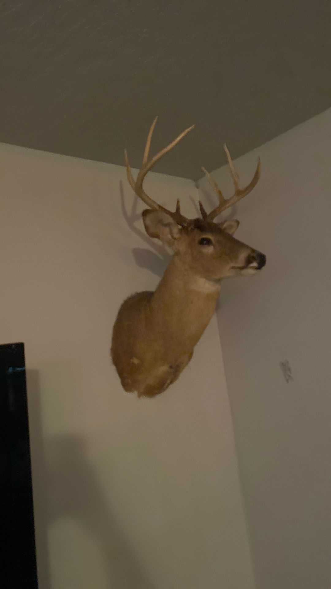 Nice White Tail Deer Mount