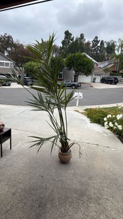Fau palm tree (pot sold separately )