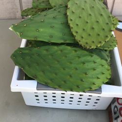 Nopales Frescos de venta 