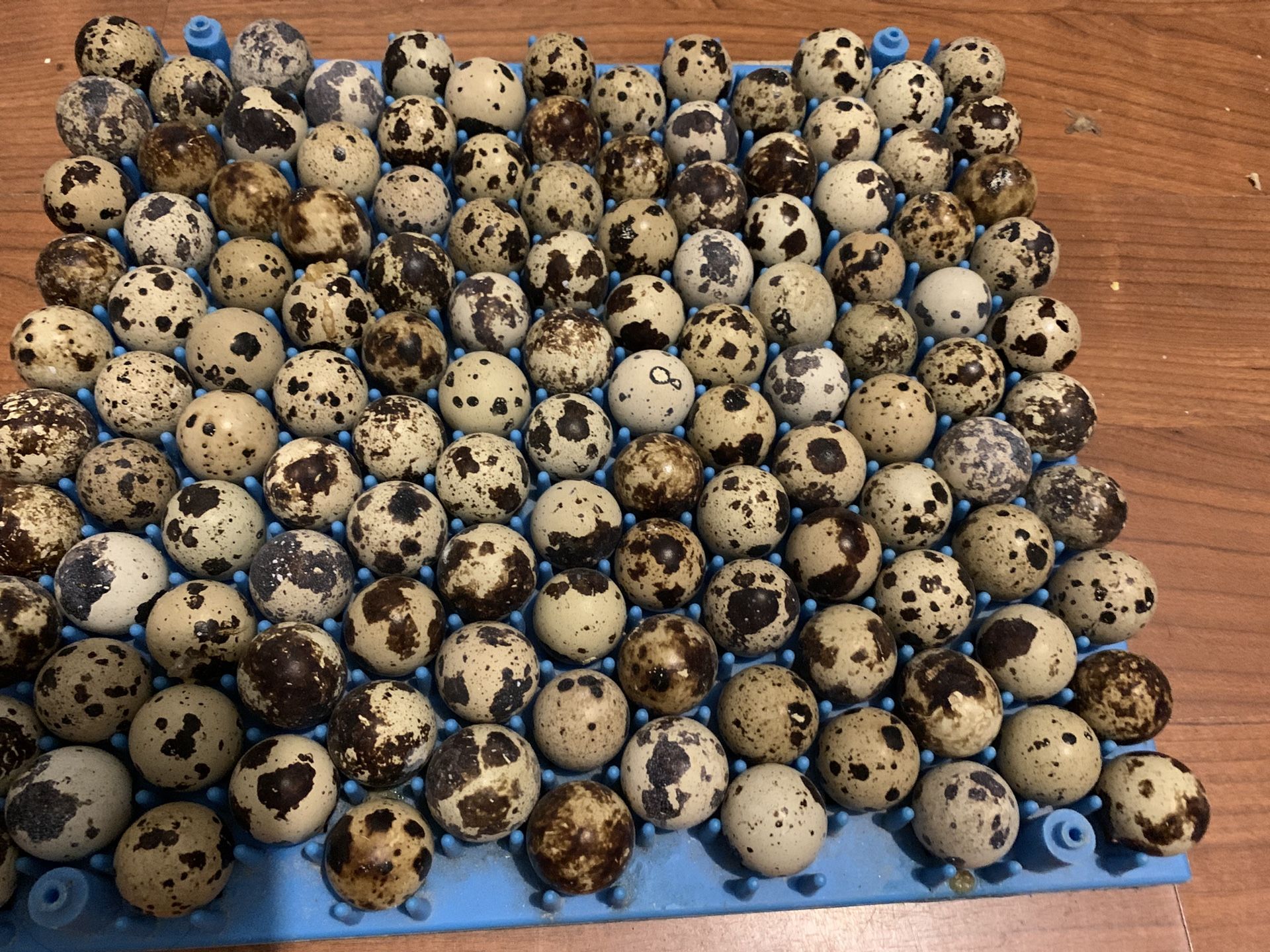 Quail Eggs