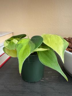 Philodendron Brasil plant