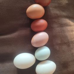 Hatching Eggs