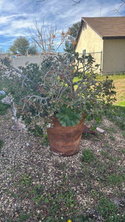 Large Jade Succulent Pot