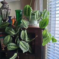 Trailing Prayer Plant With Jade Glass Pot