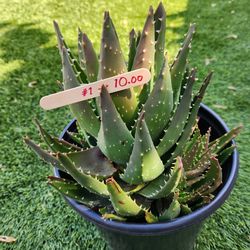 Succulent