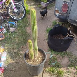 Good Size Golden Torch Cactus Plant