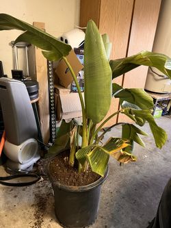 Bird Of paradise plant