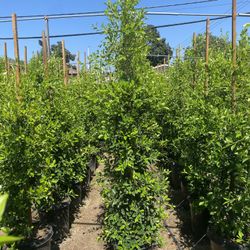 Ficus Nitida Privacy Hedge