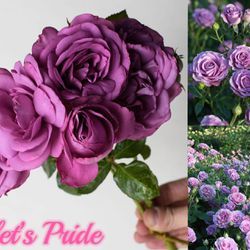 Violet’s Pride Rose Plant 