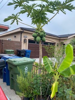 Papaya