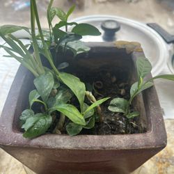 Baby Lemon Trees, $5.00 Dollar Each