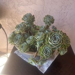 Decorative Succulent $55