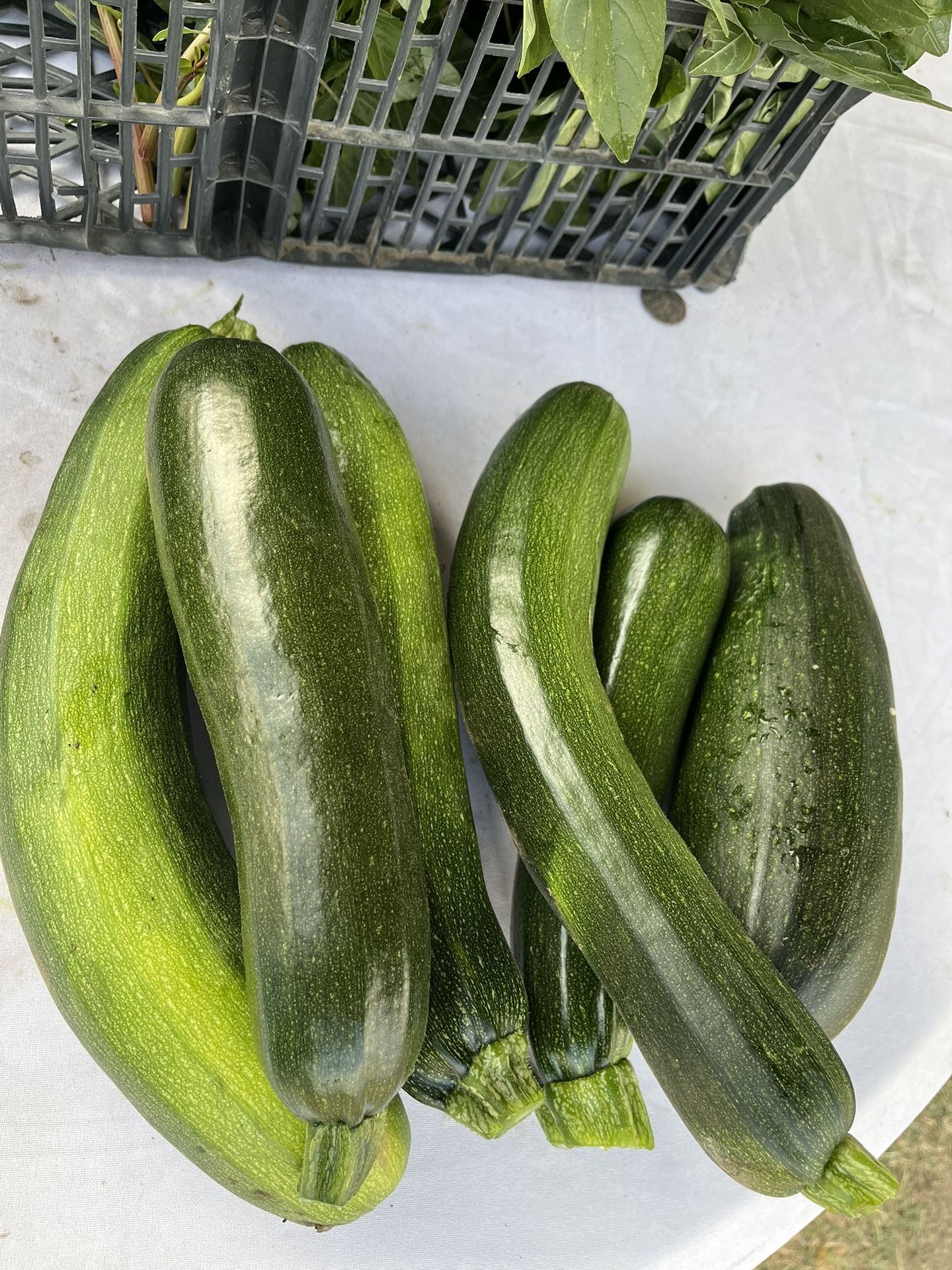 Tengo Calabacitas Tiernas A La Venta Son Orgánicas.