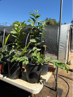 Guava Trees - Tropical Pink