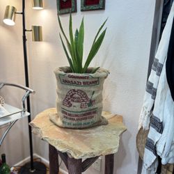 Agave Tequilana Plant