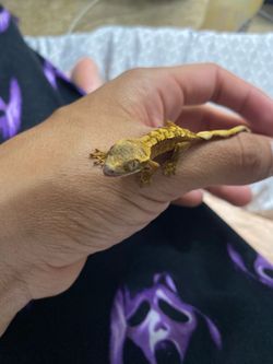 Baby crested gecko