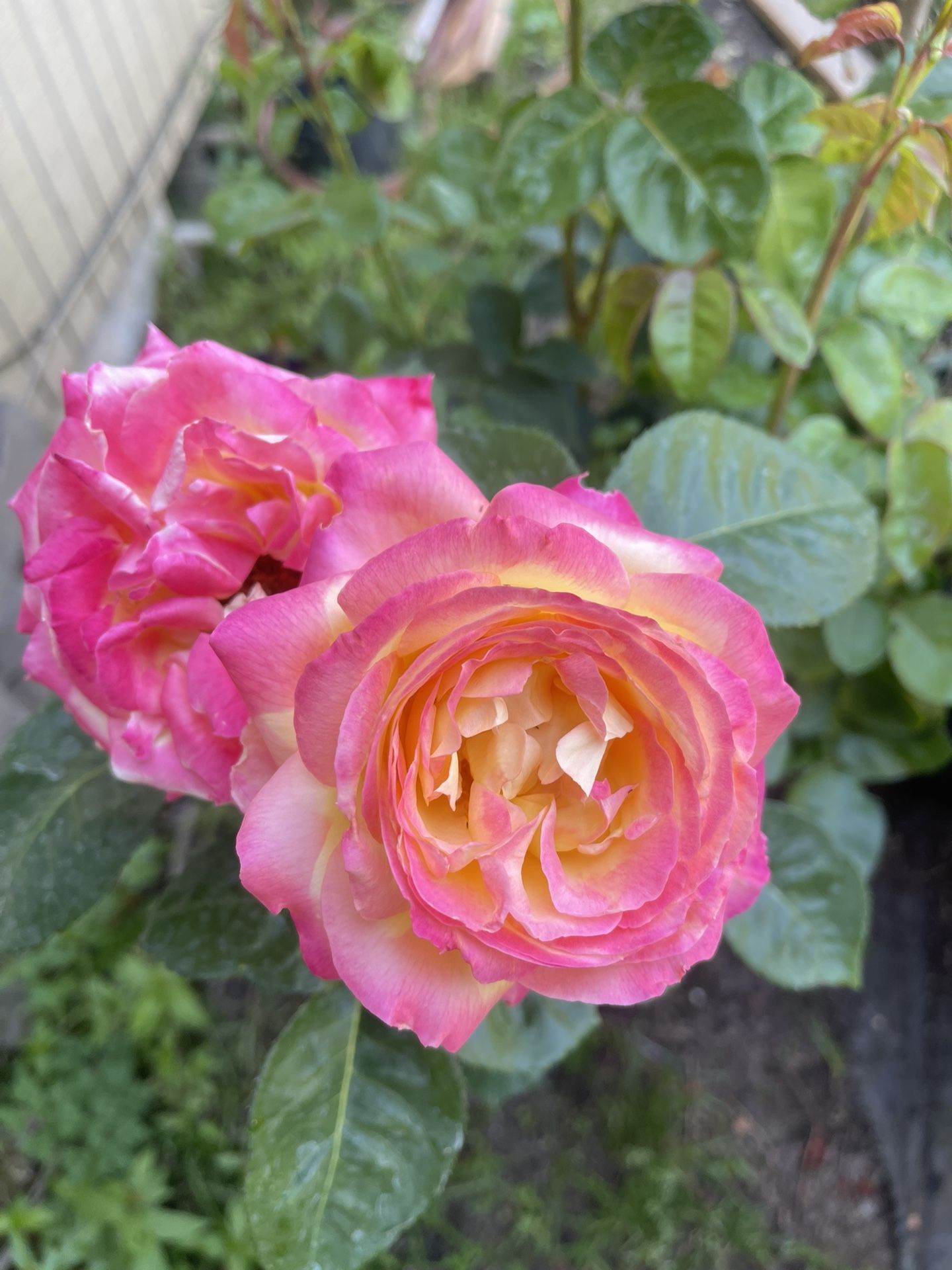 Plants : Rose