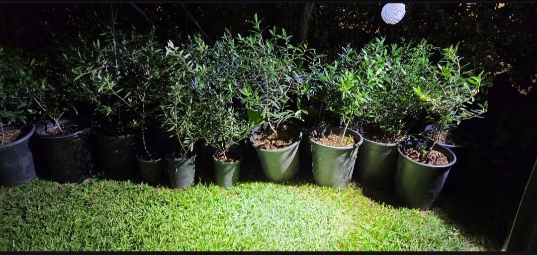 Dwarf olive trees