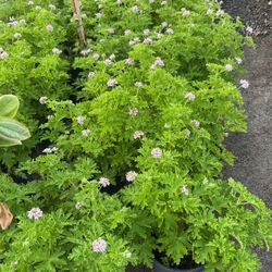 Citronella