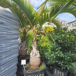 Bottle Palm 