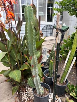 Blooming cactus