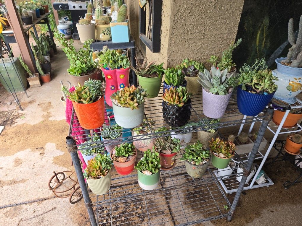 Succulents In 4in To 7in Ceramic Pots And Christmas Cactus  2 For $12