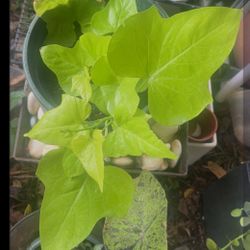 Sweet Potato Vine 'Marguerite vine hanging basket